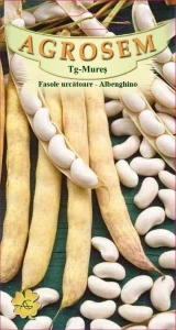 Fasole Albenghino 50g - Seminte soi tardiv, fasole urcatoare pentru boabe uscate, Agrosem